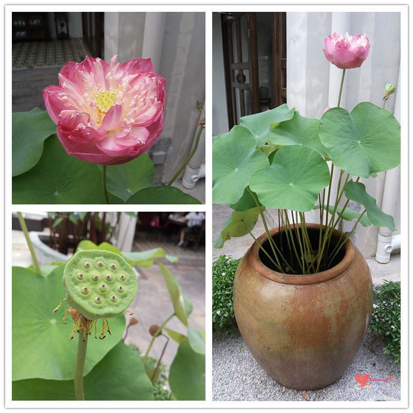 迷失在停滞的时空里——西马都邑游(槟城-怡保-马六甲-吉隆坡)