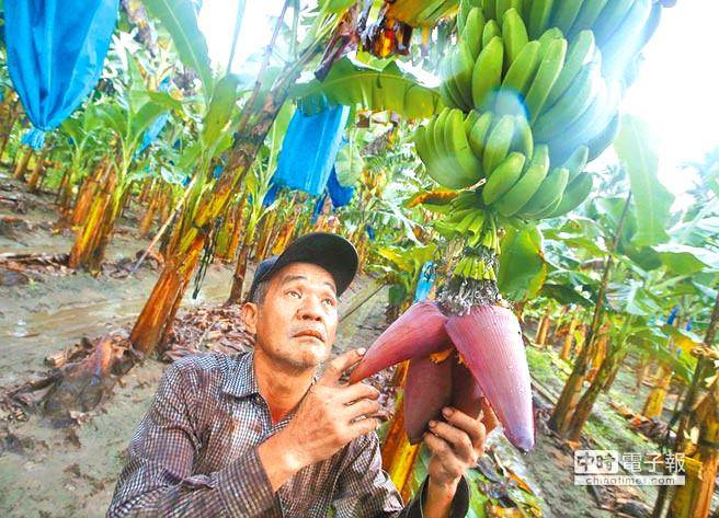 每公斤1元的香蕉是喂猪的?台蕉农:徐国勇该下台